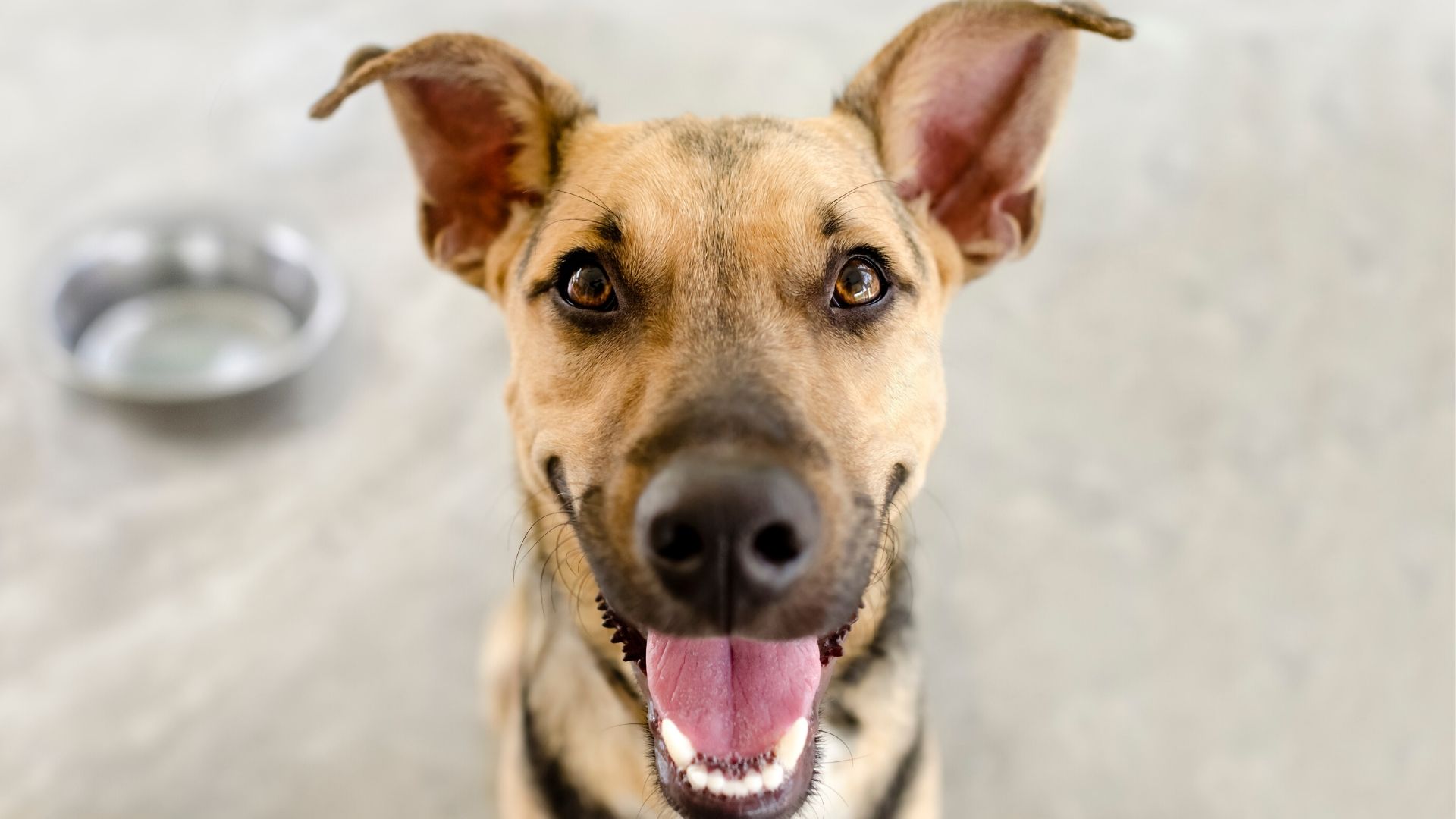 Glücklicher, gesunder Hund