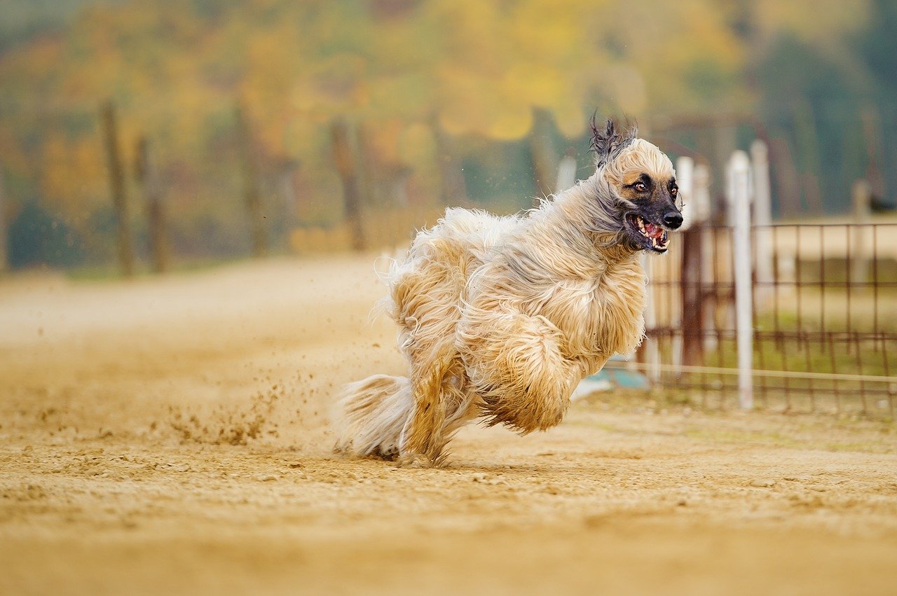 Wie viel Futter braucht ein Afghanischer Windhund 1 afghan 2488099 1280