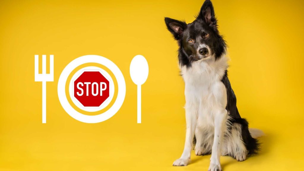 Was dürfen Hunde nicht essen?
