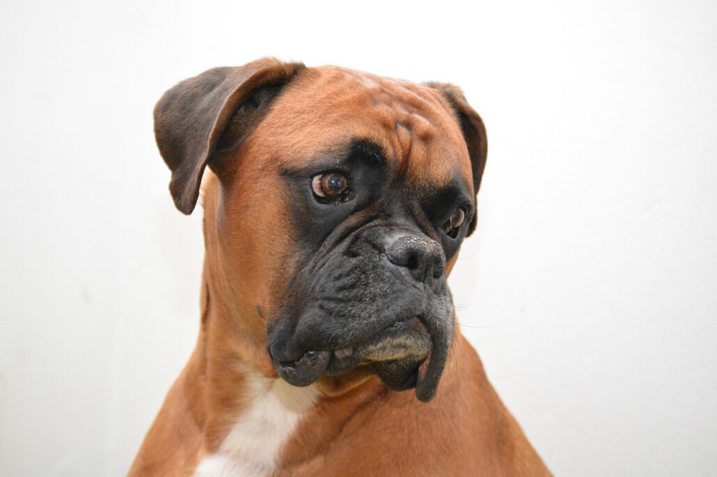 Wie viel Futter braucht ein Boxer 1 boxer 1277804 1280