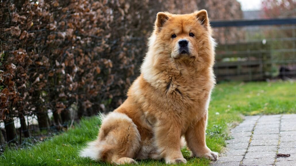 Wie viel Futter braucht ein Chow-Chow 1 chow chow 7130445 1280
