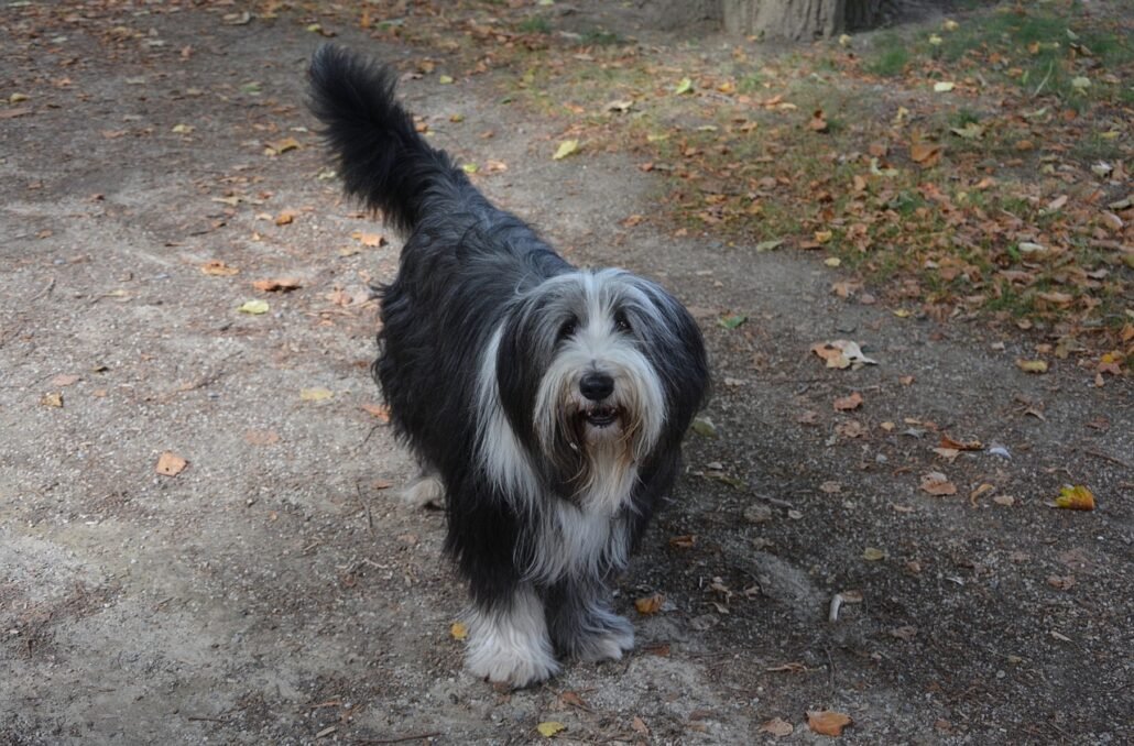 Wie viel Futter braucht ein Bobtail 1 dog 2694848 1280