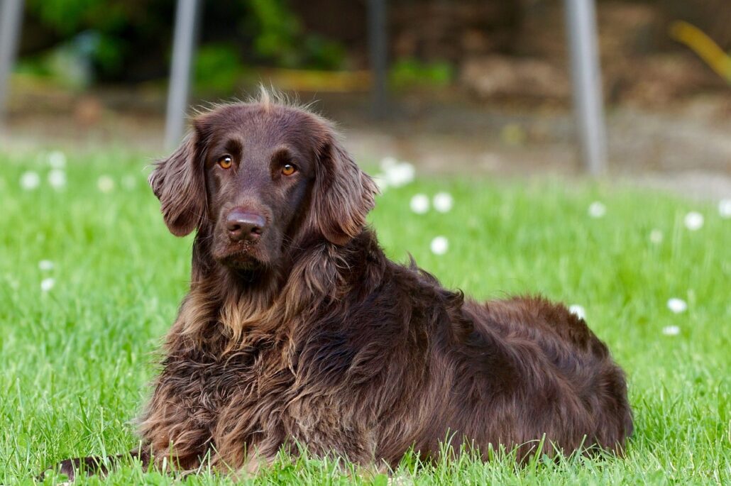german longhaired pointer 782498 1280
