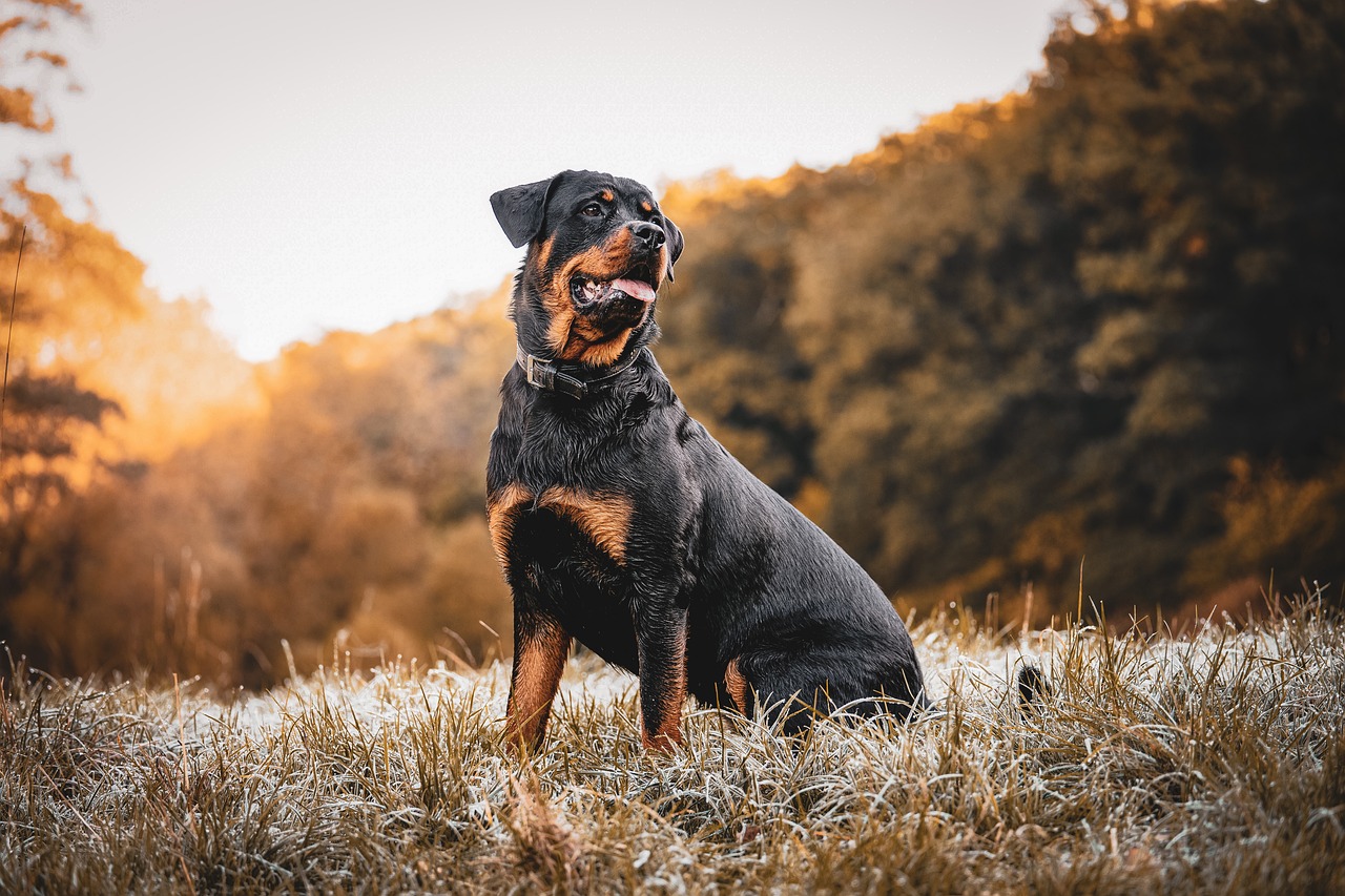 Wie viel Futter braucht ein Rottweiler 1 rottweiler 7510724 1280