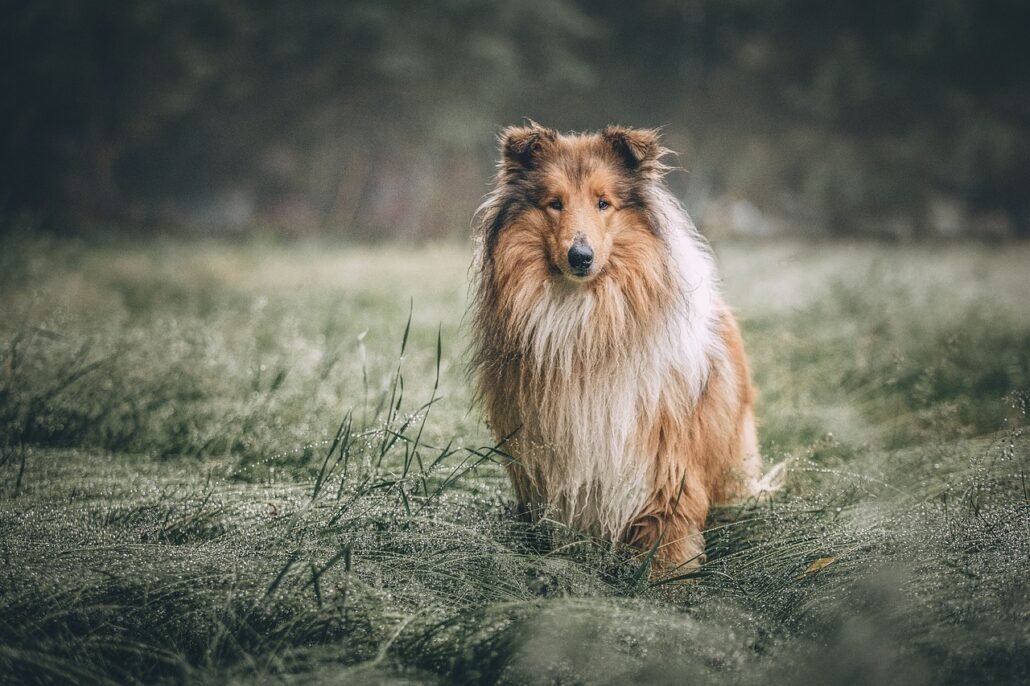 Wie viel Futter braucht ein Collie 1 rough collie 5631188 1280