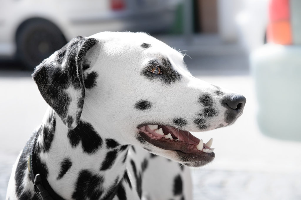 Ausschlussdiät beim Hund: Dalmatiner Beispiel