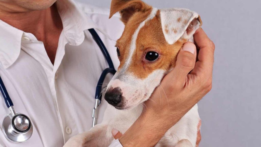 Hund beim Tierarzt - Der Futtermann