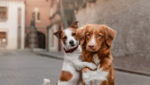 Alter Hund Junger Hund Ernährung