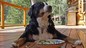 Hund leerer Teller Napf