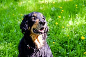 CBD-Produkte für Hunde 9 dog 1342202 1280