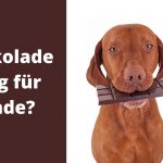 Schokolade für Hunde giftig