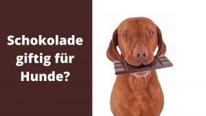Hilfe! Ist Schokolade für Hunde giftig? 8 Schokolade für Hunde giftig