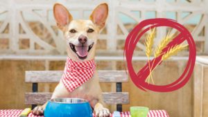 Getreidefreies Hundefutter: Die Lösung? 7 Getreidefreies Hundefutter