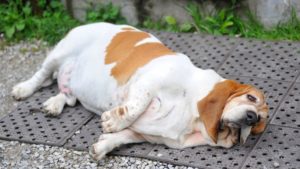 Hund zu dick: 5 Tipps fürs Diätmanagement 2 hund zu dick was tun