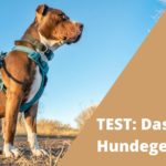 Hundegeschirr Test