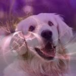 tierenergetik hund