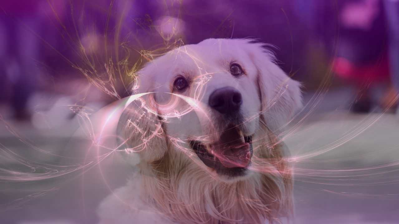 tierenergetik hund