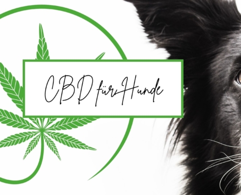 CBD fuer Hunde