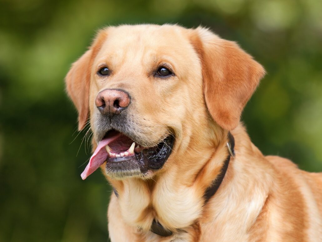 Labrador Retriever - als Blindenhund oder Familienhund