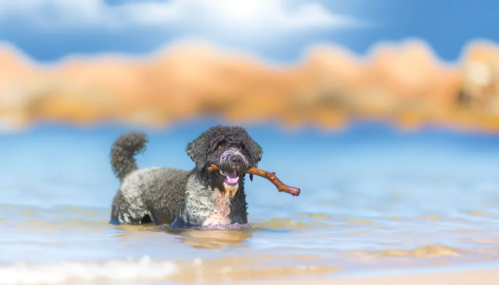 der portuguese water dog begleiter aus dem weissen haus